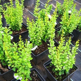 Барбарис Тунберга Паувау (Berberis thunbergii 'Powwow')