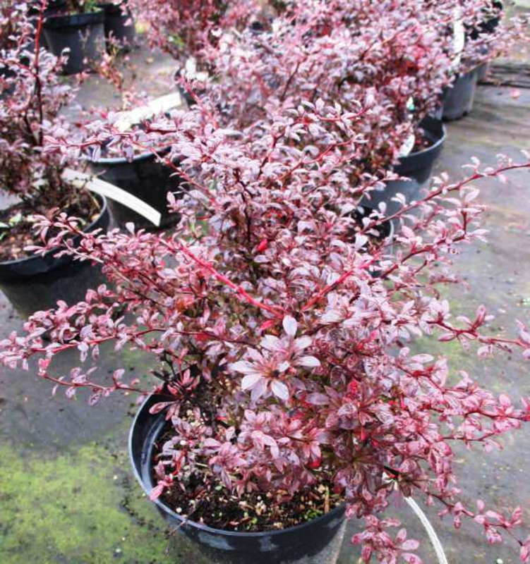 Барбарис Тунберга Ред Дрим (Berberis thunbergii 'Red Dream')