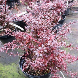 Барбарис Тунберга Ред Дрим (Berberis thunbergii 'Red Dream')