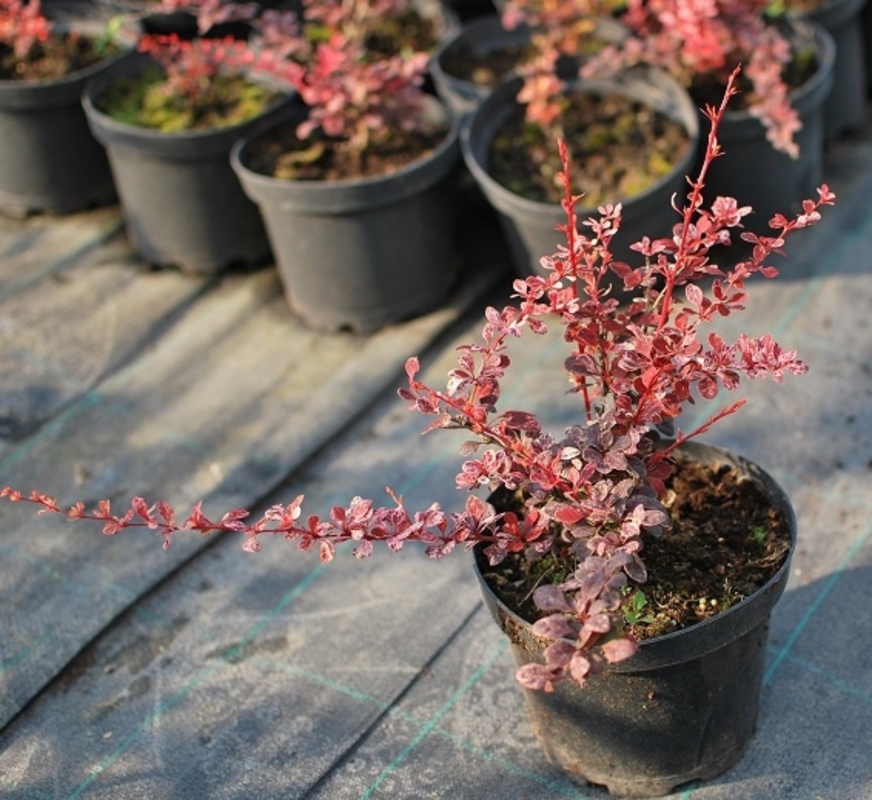 Барбарис Тунберга Фламинго (Berberis thunbergii 'Flamingo')