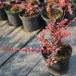 Барбарис Тунберга Фламинго (Berberis thunbergii 'Flamingo')