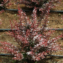 Барбарис Тунберга Кармен (Berberis thunbergii 'Carmen')