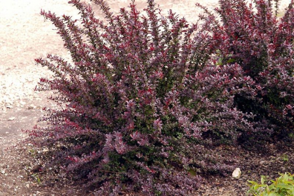 Барбарис Тунберга Ред Чиф (Berberis thunbergii 'Red Chief')