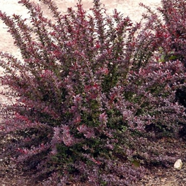 Барбарис Тунберга Ред Чиф (Berberis thunbergii 'Red Chief')