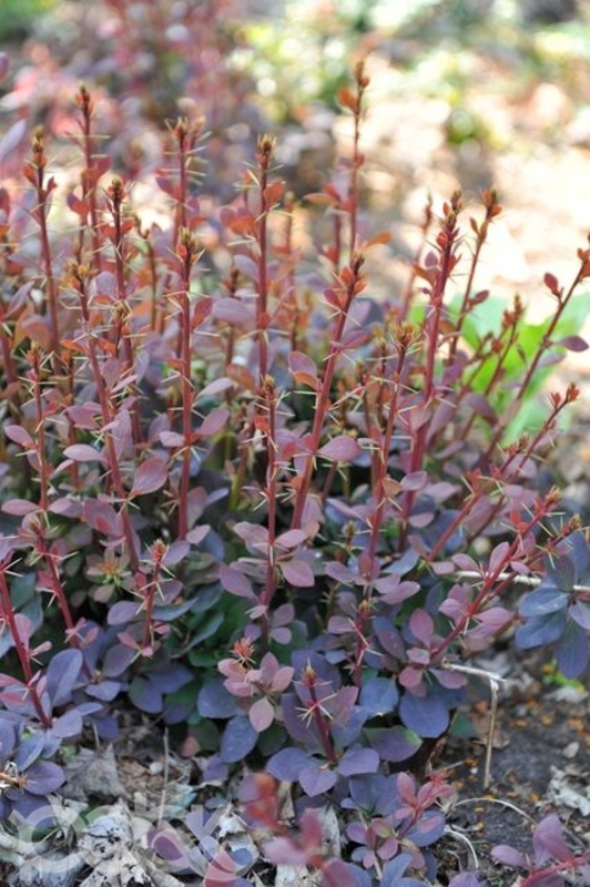 Барбарис оттавский Декора (Berberis x ottawensis 'Decora')
