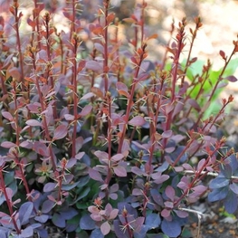 Барбарис оттавский Декора (Berberis x ottawensis 'Decora')