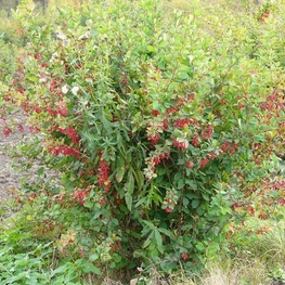 Барбарис обыкновенный (Berberis vulgaris)