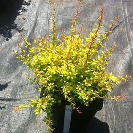 Барбарис Тунберга Голден Дрим (Berberis thunbergii 'Golden Dream')