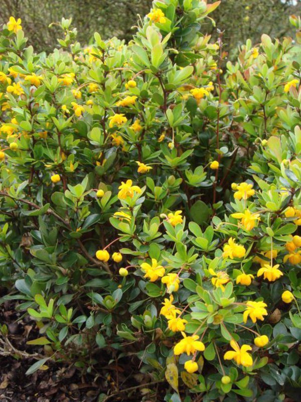 Барбарис Тунберга Индиан Саммер (Berberis thunbergii 'Indian Summer')