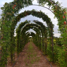 Рябина обыкновенная (Sorbus aucuparia)