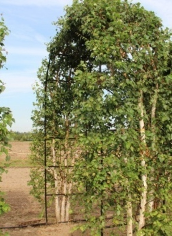 Береза повислая Юнги (Betula pendula 'Youngii')