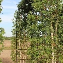 Береза повислая Юнги (Betula pendula 'Youngii')
