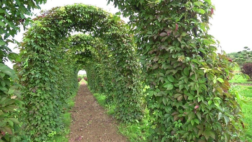 Виноград девичий (Parthenocissus quinquefolia)