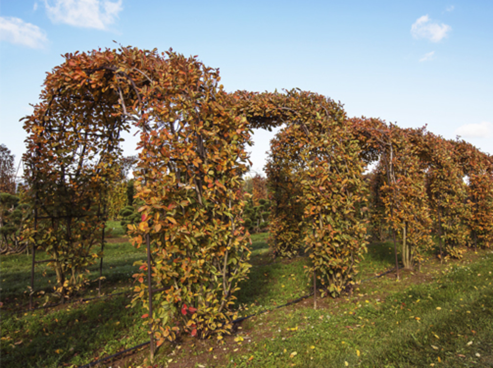 Ирга канадская (Amelanchier canadensis)