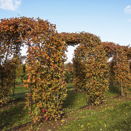 Ирга канадская (Amelanchier canadensis)