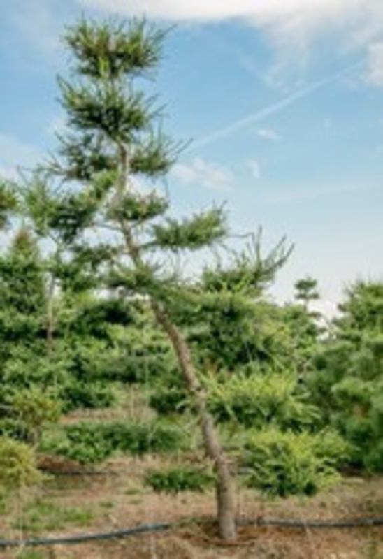 Лиственница европейская (Larix decidua)