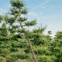 Лиственница европейская (Larix decidua)