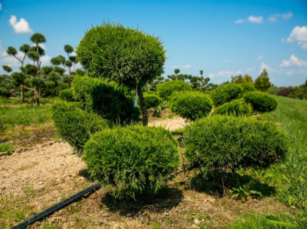 Можжевельник средний Минт Джулеп (Juniperus x pfitzeriana 'Mint Julep')