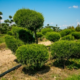 Можжевельник средний Минт Джулеп (Juniperus x pfitzeriana 'Mint Julep')