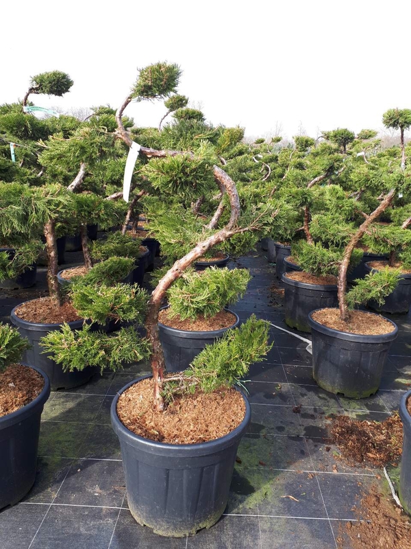 Можжевельник Пфитцера Пфитцериана Ауреа (Juniperus x pfitzeriana 'Pfitzeriana Aurea')