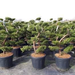 Можжевельник Пфитцера Пфитцериана Ауреа (Juniperus x pfitzeriana 'Pfitzeriana Aurea')