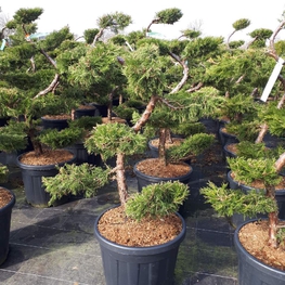 Можжевельник Пфитцера Пфитцериана Ауреа (Juniperus x pfitzeriana 'Pfitzeriana Aurea')