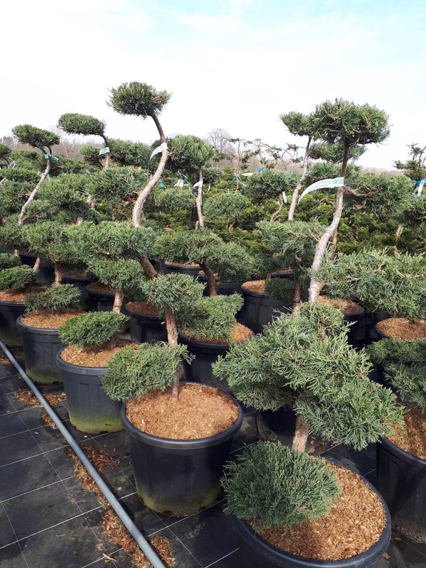 Можжевельник виргинский Грей Оул (Juniperus virginiana 'Grey Owl')