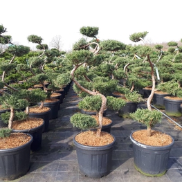 Можжевельник виргинский Грей Оул (Juniperus virginiana 'Grey Owl')