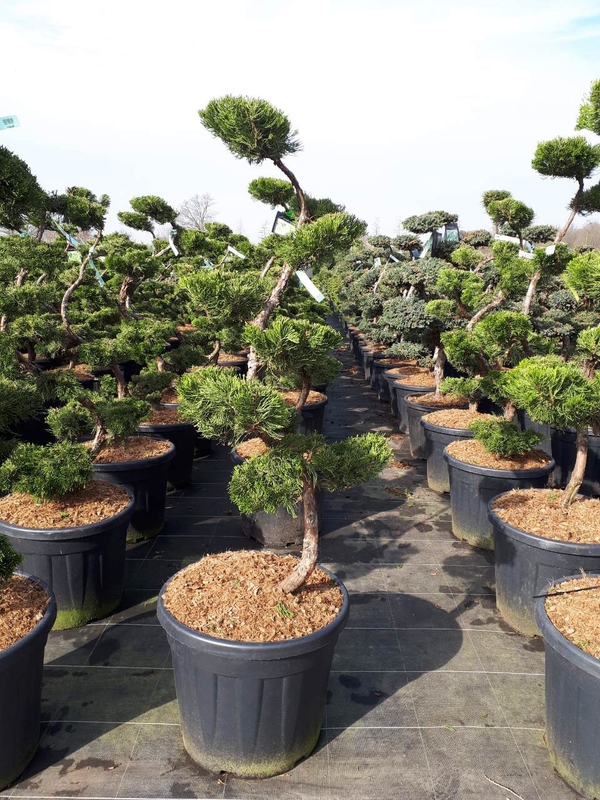 Можжевельник китайский Кайзука (Juniperus chinensis 'Kaizuka')
