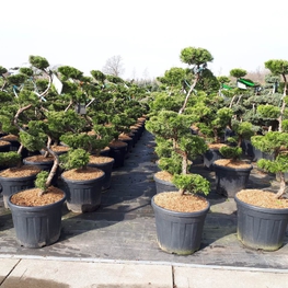 Можжевельник китайский Кайзука (Juniperus chinensis 'Kaizuka')