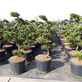 Можжевельник китайский Кайзука (Juniperus chinensis 'Kaizuka')