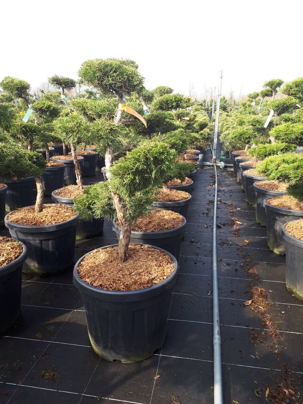Можжевельник средний Олд Голд (Juniperus x pfitzeriana 'Old Gold')