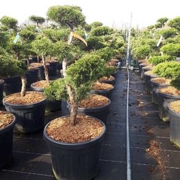Можжевельник средний Олд Голд (Juniperus x pfitzeriana 'Old Gold')