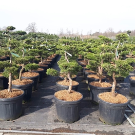 Можжевельник средний Олд Голд (Juniperus x pfitzeriana 'Old Gold')