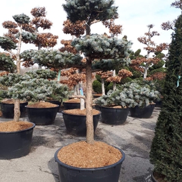 Ель колючая Хупси (Picea pungens 'Hoopsii')