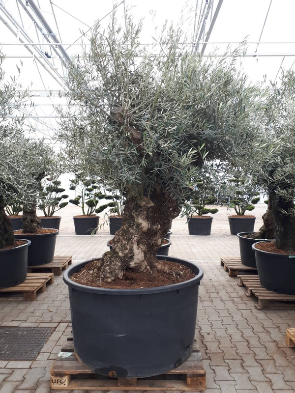 Олива европейская (Olea europaea)