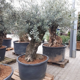 Олива европейская (Olea europaea)