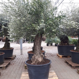 Олива европейская (Olea europaea)