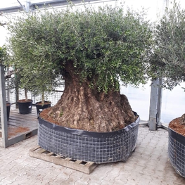 Олива европейская (Olea europaea)