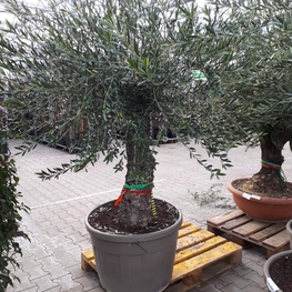 Олива европейская (Olea europaea)