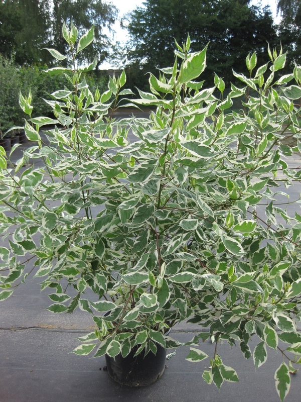 Дёрен белый Элегантиссима (Cornus alba 'Elegantissima')