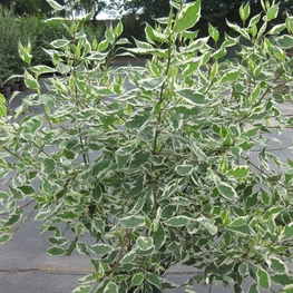 Дёрен белый Элегантиссима (Cornus alba 'Elegantissima')