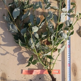 Дёрен белый Сибирика Вариегата (Cornus alba 'Sibirica Variegata')