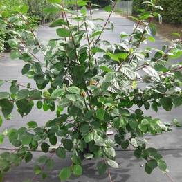 Дёрен белый Сибирика (Cornus alba 'Sibirica')
