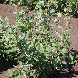 Дёрен белый Аргентеомаргината (Cornus alba 'Argenteomarginata')