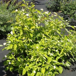 Дёрен белый Ауреа (Cornus alba 'Aurea')