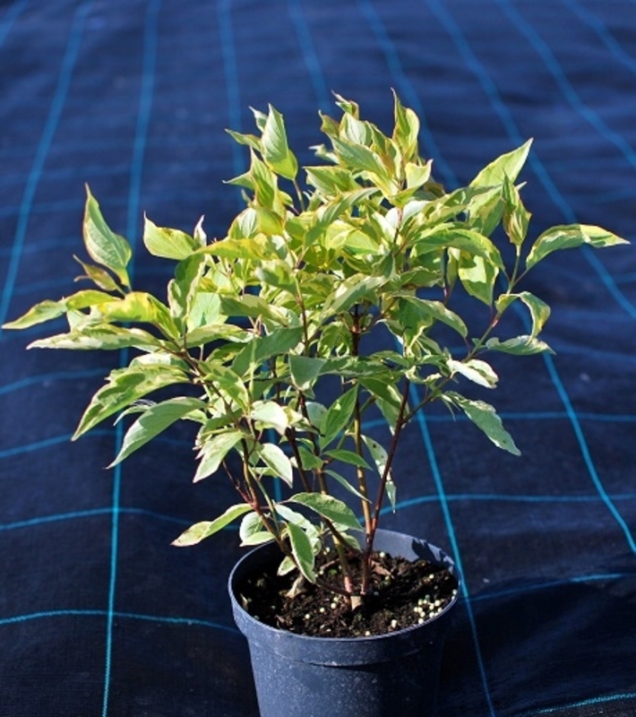 Дёрен белый Гошолти (Cornus alba 'Gouchaultii')