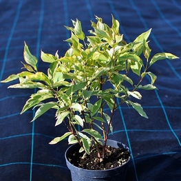 Дёрен белый Гошолти (Cornus alba 'Gouchaultii')