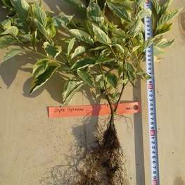 Дёрен белый Гошолти (Cornus alba 'Gouchaultii')