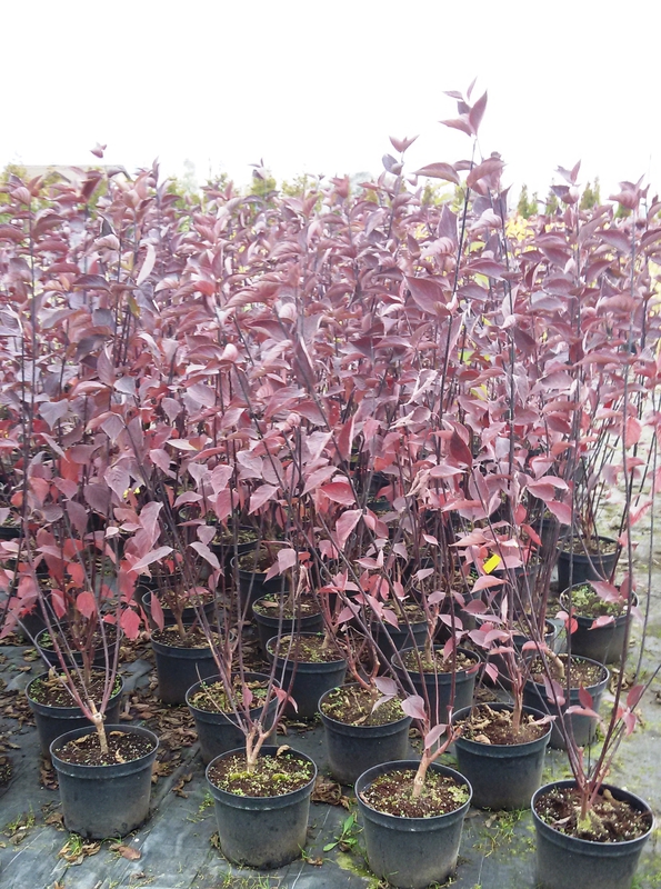 Дёрен белый Кессельринга (Cornus alba 'Kesselringii')